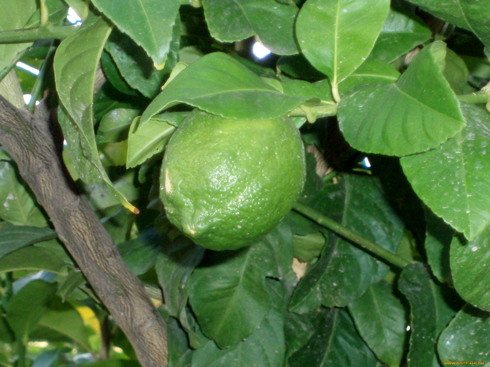 Плод похожий на лимон